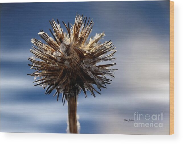 Nature Wood Print featuring the photograph Icicle flower by Yumi Johnson