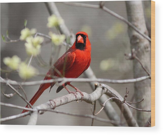 Northern Cardinal Wood Print featuring the photograph IMG_2027-004 - Northern Cardinal by Travis Truelove