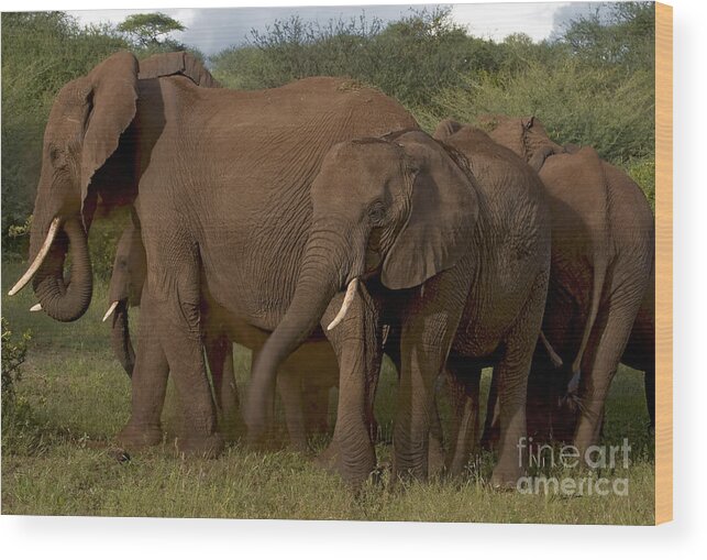 Elephantidae Loxodonta Africana Wood Print featuring the photograph In Close For The Evening-Signed by J L Woody Wooden