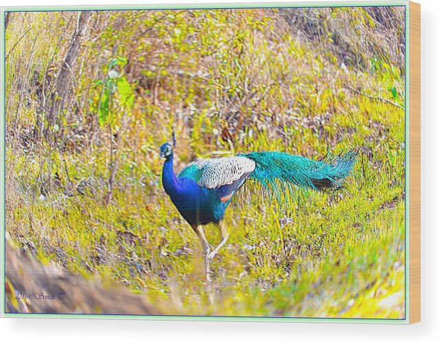 Peacock Wood Print featuring the photograph Indian Peacock by Sonali Gangane