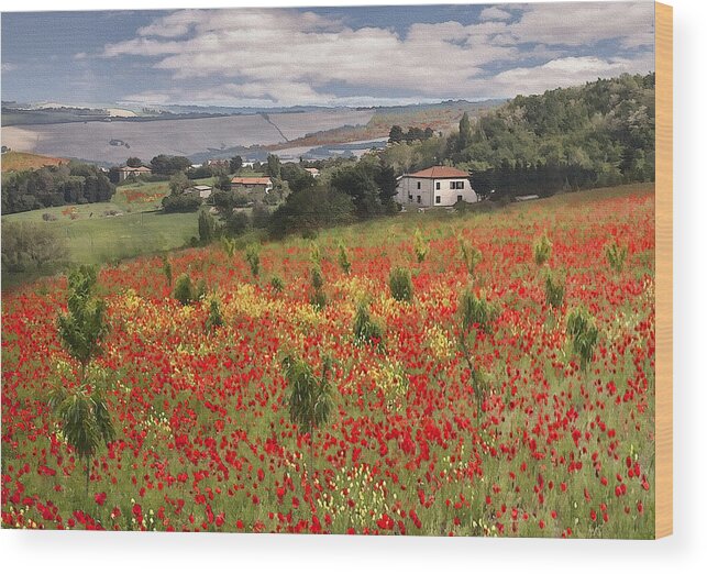 Poppy Wood Print featuring the photograph Italian Poppy Field by Sharon Foster