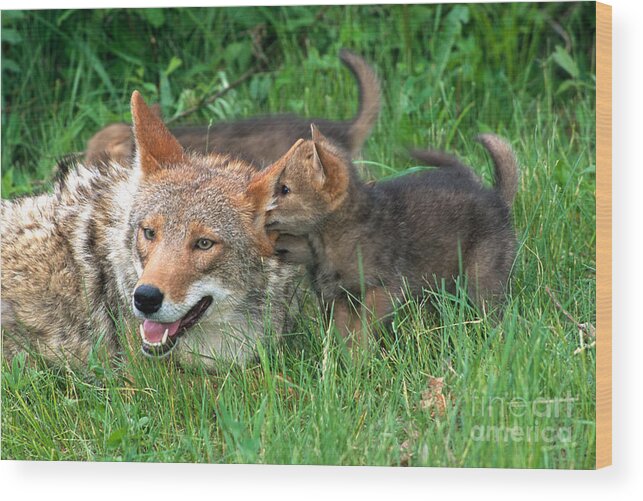 Coyote Wood Print featuring the photograph I've Got A Secret by Sandra Bronstein