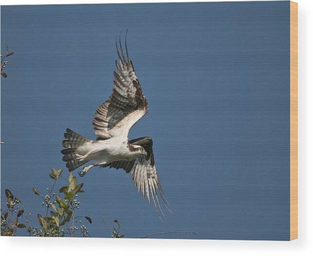 Osprey Wood Print featuring the photograph Jump by Cory Bucher