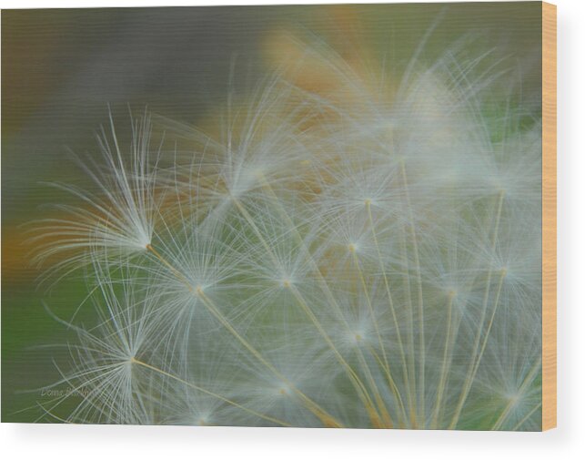 Dandelion Wood Print featuring the photograph Just Dandy by Donna Blackhall