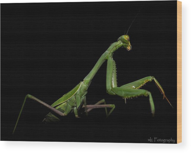 Insects Wood Print featuring the photograph Katydid in Black by Wendy Carrington
