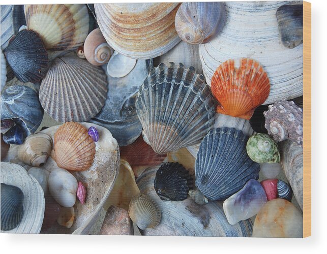 Seashells Wood Print featuring the photograph Kayla's Shells by John Schneider