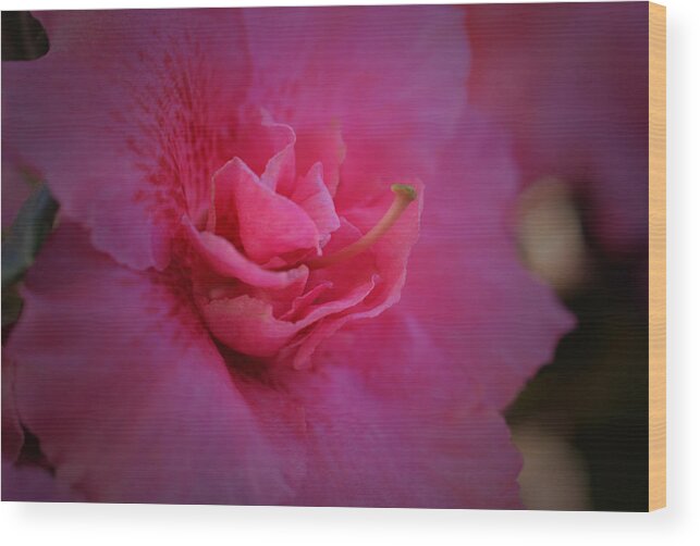 Azalea Wood Print featuring the photograph Keepsake Azalea 2 by Richard Andrews