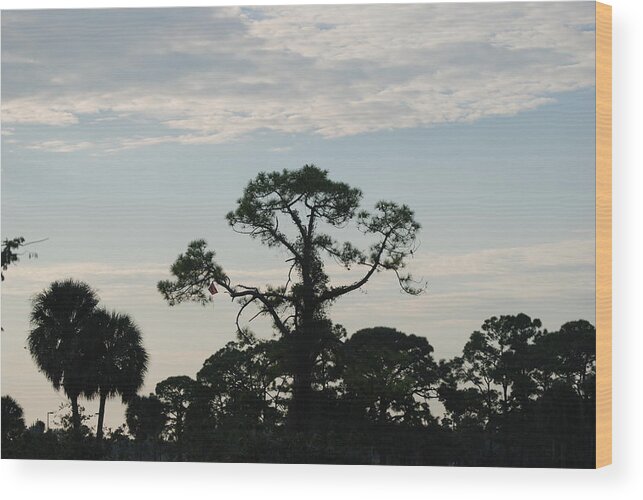 Kite Wood Print featuring the photograph Kite In The Tree by Rob Hans