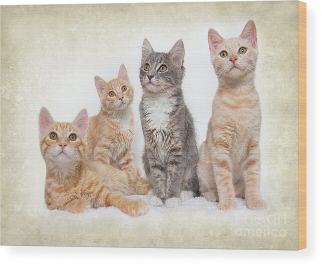 Kittens Wood Print featuring the photograph Kittens by Mimi Ditchie
