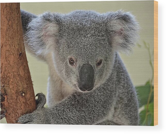 Koala Wood Print featuring the photograph Koala Bear by Ronda Ryan