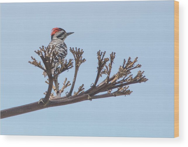 Ladder-backed Wood Print featuring the photograph Ladder-backed Woodpecker 3682-033118-1cr by Tam Ryan