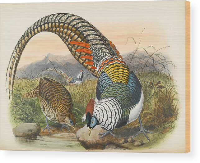 Joseph Wolf Wood Print featuring the drawing Lady Amherst's pheasant. Chrysolophus amherstiae by Joseph Wolf