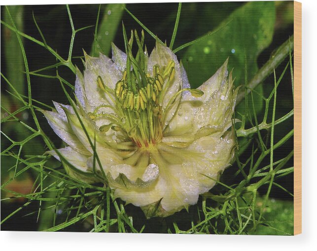  Wood Print featuring the photograph Lady In The Mist 006 by George Bostian