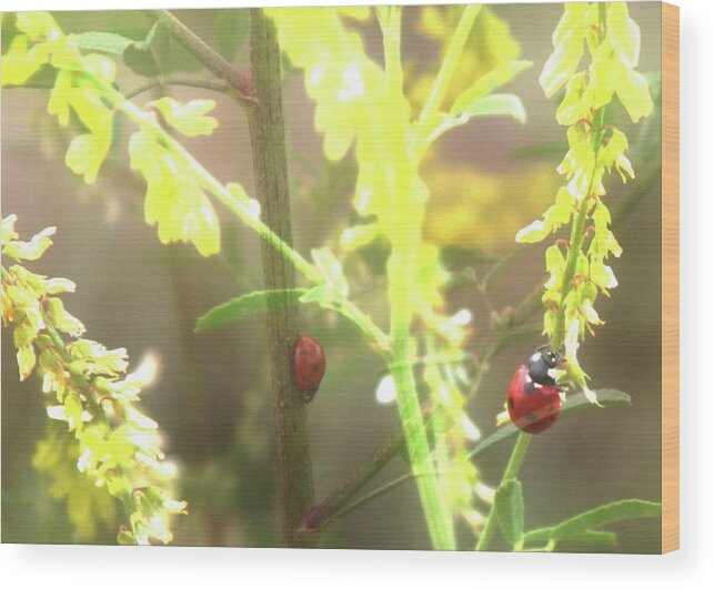 Ladybug Wood Print featuring the photograph Ladybug ladybug by Toni Hopper