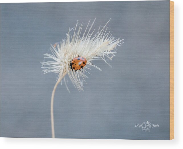 Ladybug Wood Print featuring the photograph Ladybug by Steph Gabler
