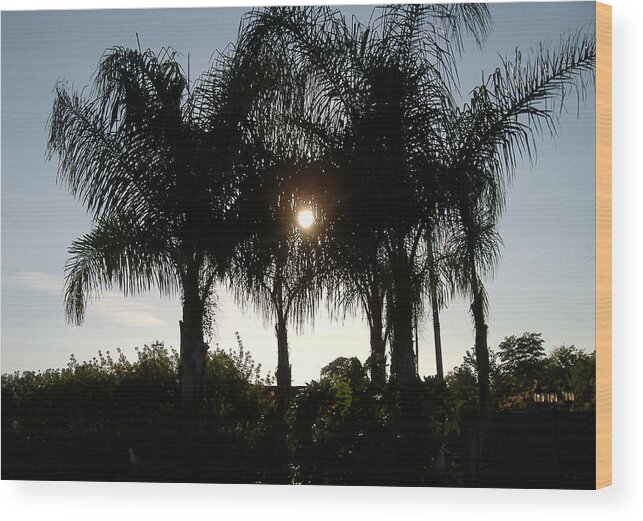 Palm Tree Wood Print featuring the photograph Late Afternoon Sun by Diane Ferguson