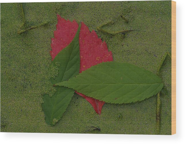 Leave Wood Print featuring the photograph Leaf in the Swamp by Andreas Freund