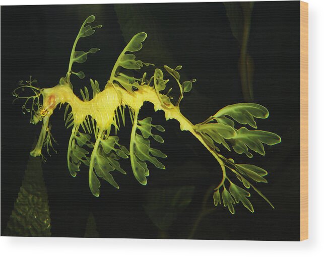 Leafy Sea Dragon Wood Print featuring the photograph Leafy Sea Dragon by Paulette Thomas
