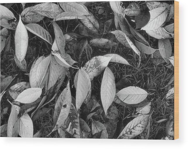 Abstract Wood Print featuring the photograph Leaves On The Grass BW by Lyle Crump