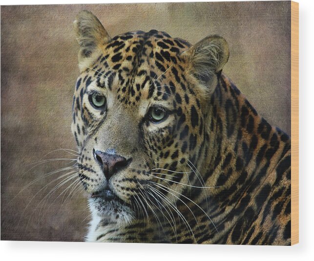 Leopard Wood Print featuring the photograph Leopard 2 by Judy Vincent