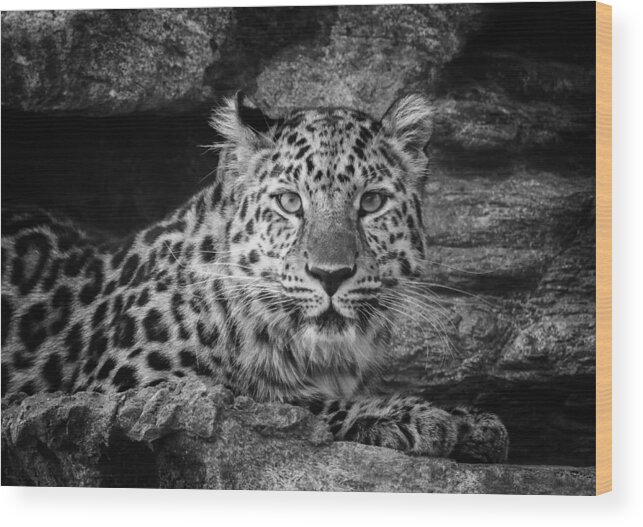 Leopard Wood Print featuring the photograph Leopard Black and White by Stephanie McDowell