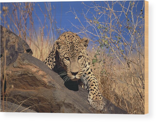 Mp Wood Print featuring the photograph Leopard Panthera Pardus Climbing by Konrad Wothe