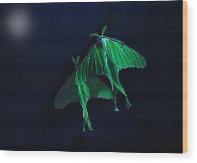 Luna Moth Wood Print featuring the photograph Let's Swim to the Moon by Sue Capuano