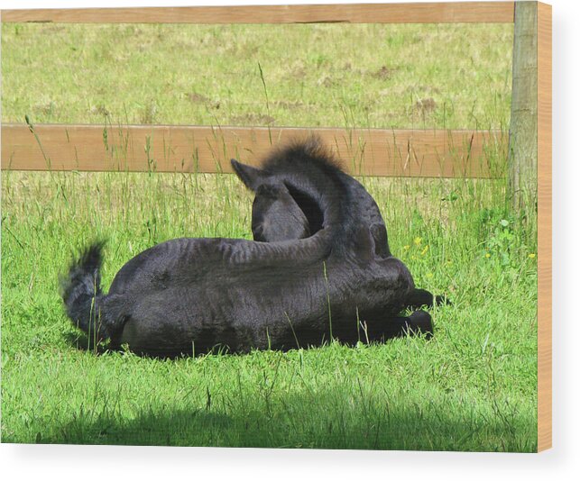 Baby Friesian Laying Down Wood Print featuring the photograph Liam in the sun by Lisa Rose Musselwhite