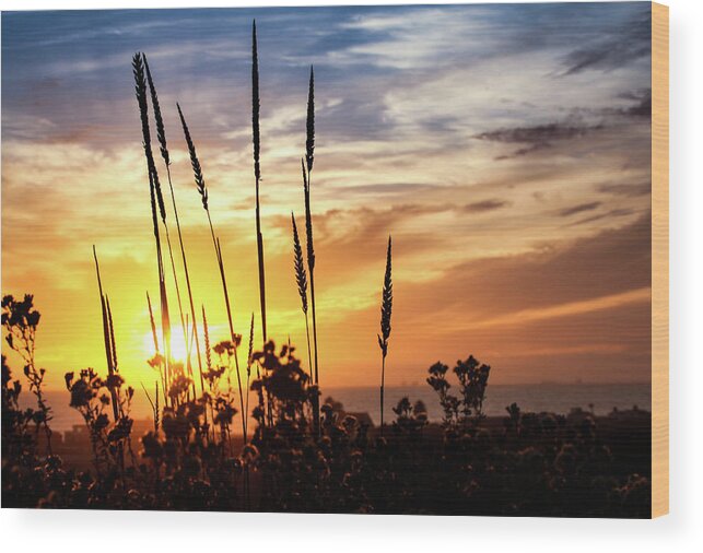 California Travel Wood Print featuring the photograph California Coastline -Life in Color by Kip Krause