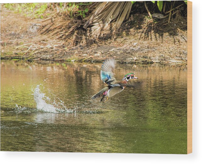 Liftoff In A Blur Of Color Wood Print featuring the photograph Liftoff In A Blur Of Color by William Tasker