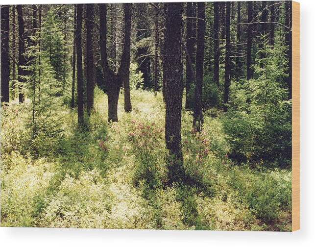 Boreal Forest Wood Print featuring the photograph Light in the Forest by Lyle Crump