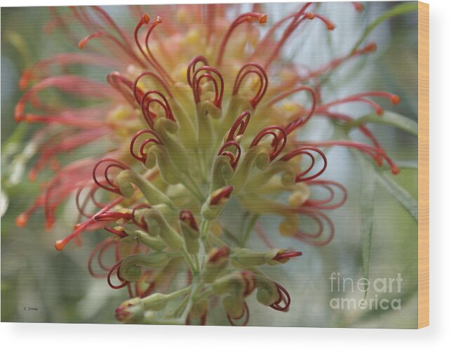 Floral Wood Print featuring the photograph Like Stems of a cherry by Shelley Jones