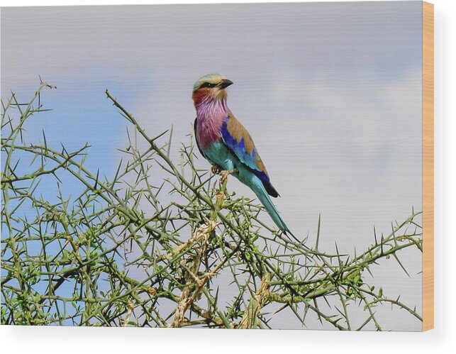Africa Wood Print featuring the photograph Lilac-breasted Roller on Thorny Branches by Marilyn Burton