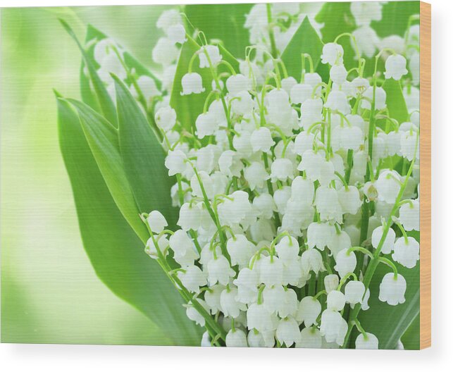 Lilly Wood Print featuring the photograph Lilly of the Valley Flowers Close up by Anastasy Yarmolovich
