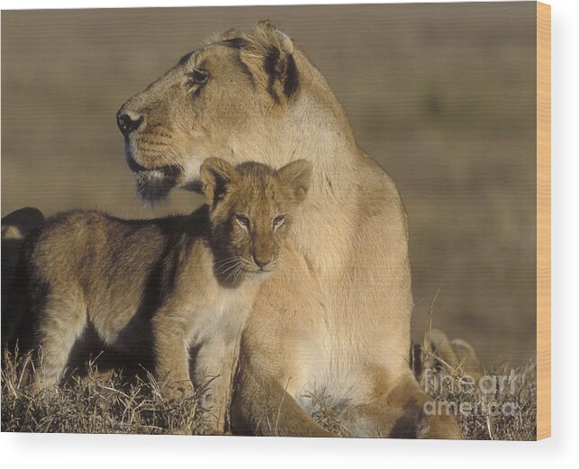Lioness Wood Print featuring the photograph Lioness And Her Cub by Sandra Bronstein