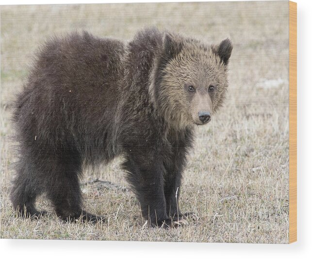 Grizzly Cub Wood Print featuring the photograph Little America Cub by Deby Dixon