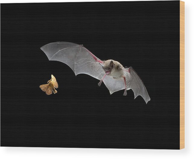 Mp Wood Print featuring the photograph Little Brown Bat Hunting Moth by Michael Durham