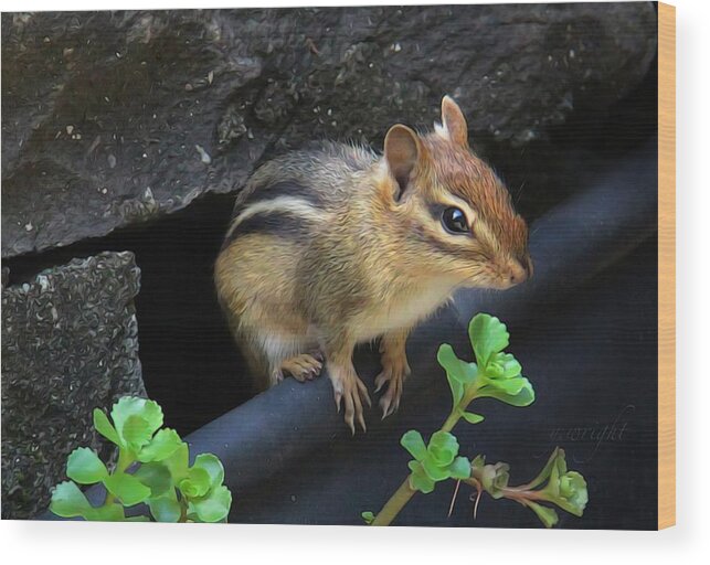 Nature Wood Print featuring the photograph Little Chipmunk by Yvonne Wright