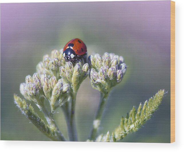 Ladybug Wood Print featuring the photograph Little Lady on Top by Bill and Linda Tiepelman