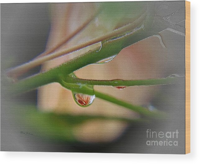 Raindrops Wood Print featuring the photograph Little Red by Yumi Johnson