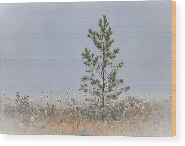 Lowell Lake Wood Print featuring the photograph Lone Pine by Vance Bell