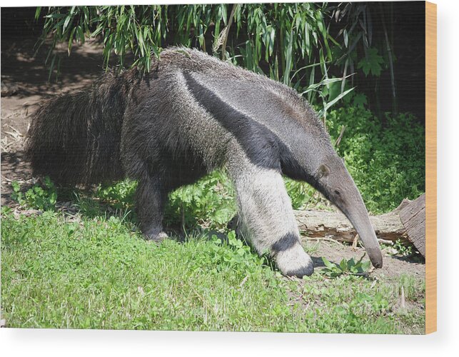 Anteater Wood Print featuring the photograph Long Giant Anteater by DejaVu Designs