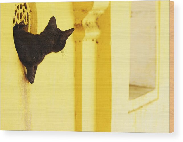 Cat Wood Print featuring the photograph Looking for Mouse by Prakash Ghai