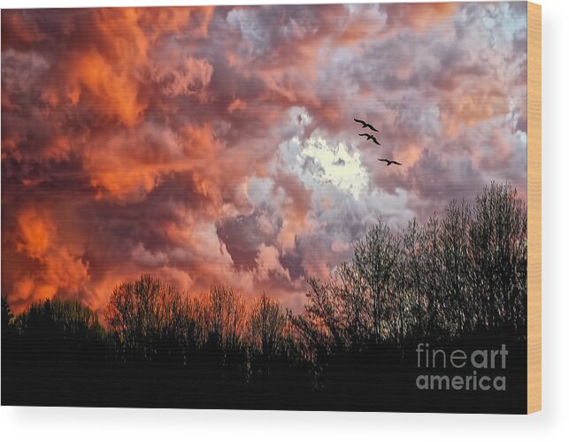 Sunset Wood Print featuring the photograph Looking For Trouble by Lois Bryan