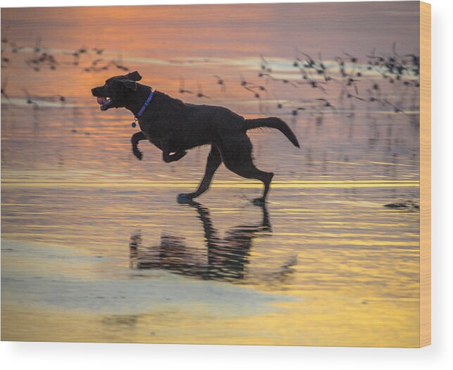 Dog Wood Print featuring the photograph Loping Dog by Jerry Cahill