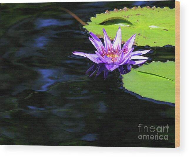 Lotus Wood Print featuring the photograph Lotus and Dark Water Refection by Paula Guttilla