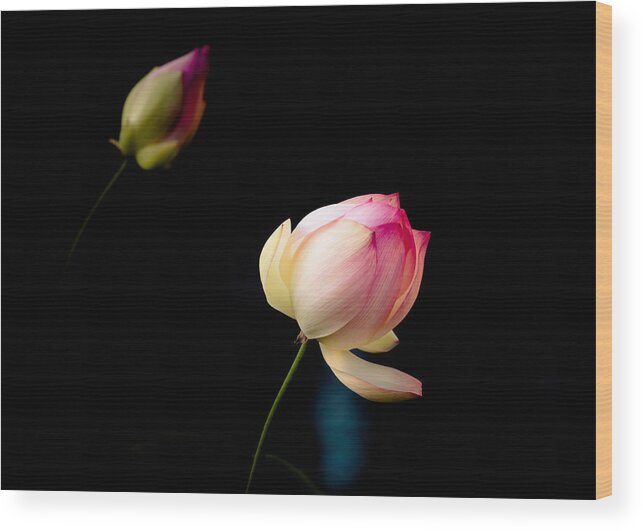 Balboa Park Wood Print featuring the photograph Lotus on Black by Shuwen Wu