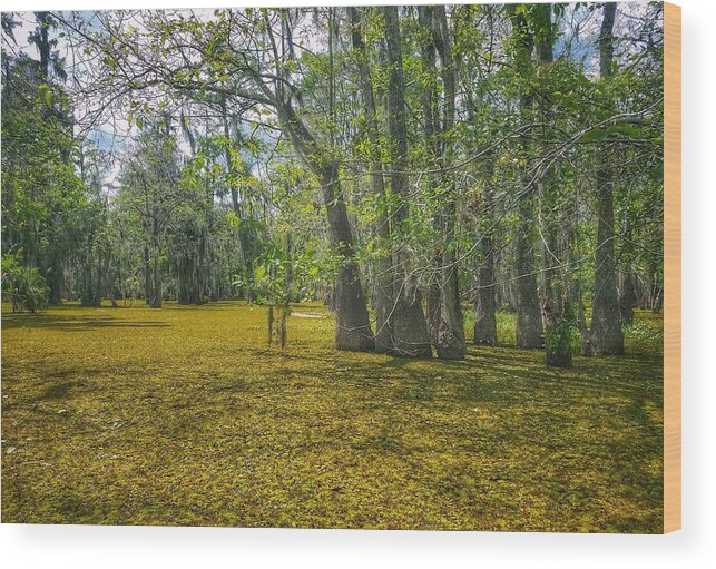 Blue Wood Print featuring the photograph Louisiana Swamp in Gold by Mary Capriole