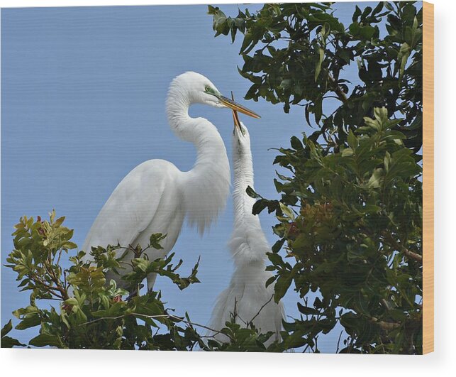 Great Egrets Wood Print featuring the photograph Love Signals by Fraida Gutovich