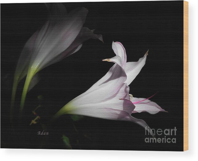 Lilies Wood Print featuring the photograph Lovely Lilies Dreams to Light Macro by Felipe Adan Lerma